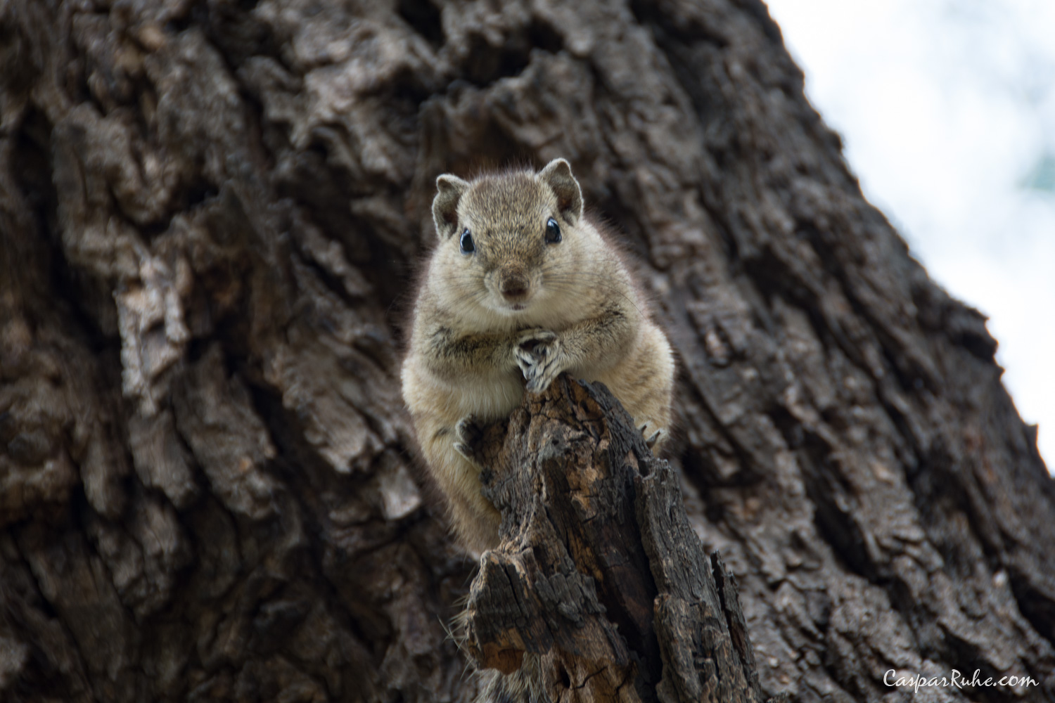 Squirrel